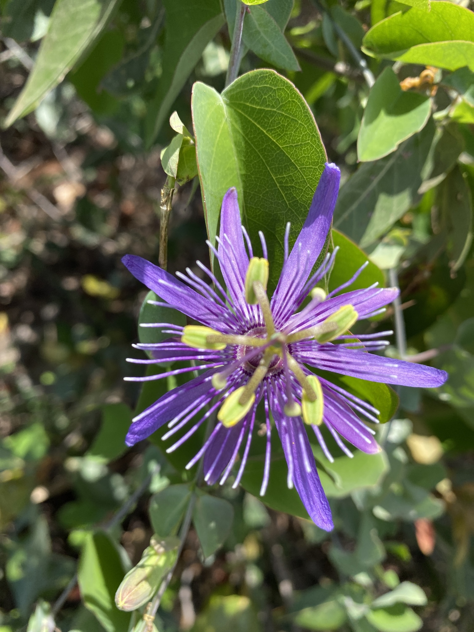 Passiflora subrotunda