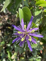 Passiflora subrotunda