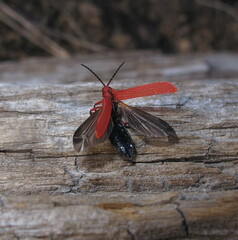 Dictyoptera simplicipes