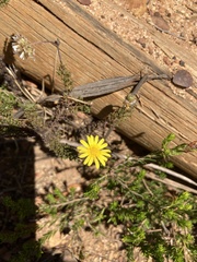 Ursinia dentata