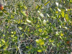 Quercus myrtifolia