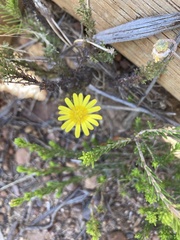 Ursinia dentata