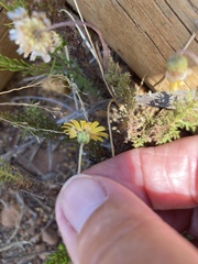Ursinia dentata