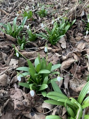 Galanthus woronowii
