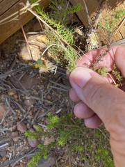 Ursinia dentata