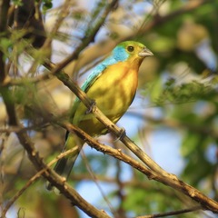 Passerina leclancherii