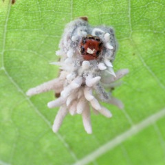 Gibellula