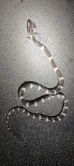 Bungarus multicinctus wanghaotingi