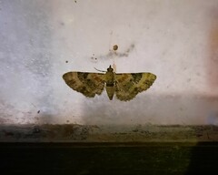 Eupithecia linariata