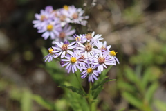 Anaphalis szechuanensis