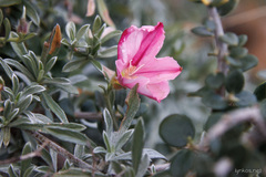 Convolvulus oleifolius