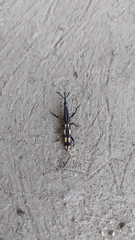 Brentidae
