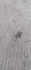Brentidae