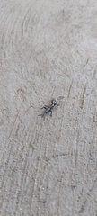 Brentidae