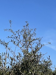 Aphelocoma coerulescens