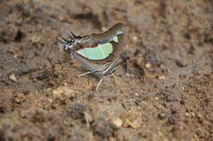 Polyura agraria