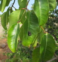 Cryptostegia grandiflora