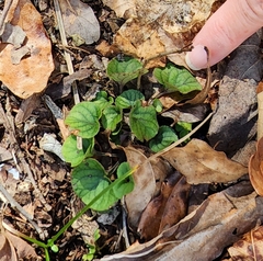 Viola walteri