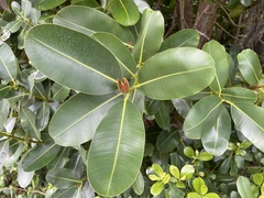Calophyllum inophyllum