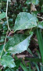 Streblus ilicifolius