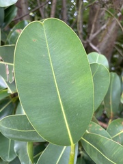Calophyllum inophyllum