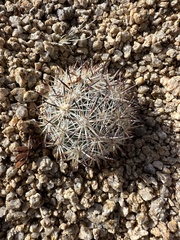 Escobaria alversonii