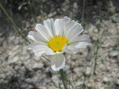 Anthemis fruticulosa