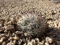 Escobaria alversonii