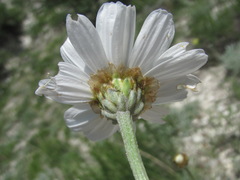 Anthemis fruticulosa