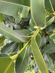 Calophyllum inophyllum