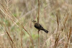 Euplectes hordeaceus