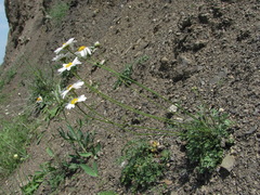 Tanacetum silaifolium