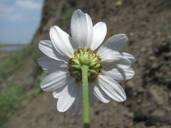 Tanacetum silaifolium