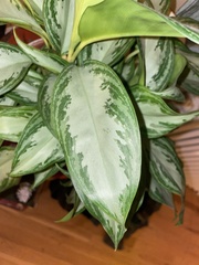 Aglaonema