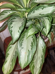 Aglaonema