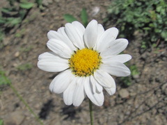 Tanacetum silaifolium