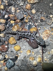 Diplodactylus calcicolus