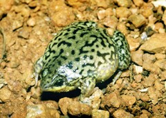 Hemisus marmoratus