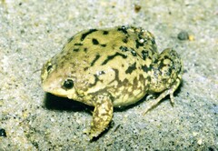 Hemisus marmoratus