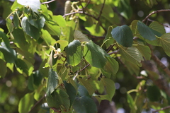 Tilia tuan