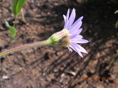 Afroaster hispidus