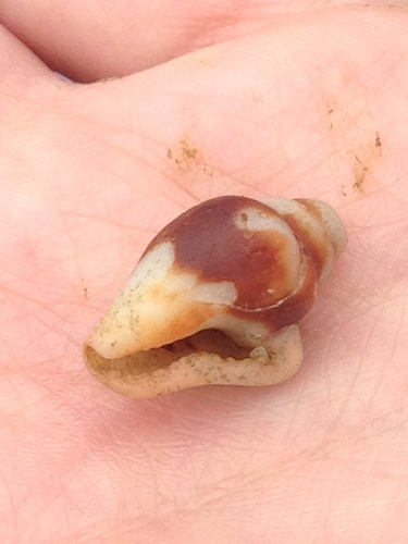 Columbella haemastoma