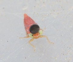 Dryinidae