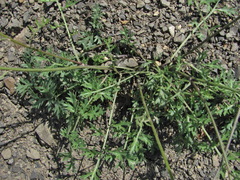 Tanacetum silaifolium