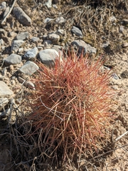 Echinomastus johnsonii