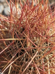 Echinomastus johnsonii