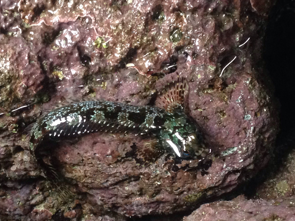 Galapagos four-eyed blenny (Dialommus fuscus) — Labrisomidae