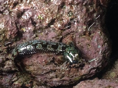 Galapagos four-eyed blenny (Dialommus fuscus) — Labrisomidae
