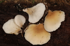 Hohenbuehelia angustata