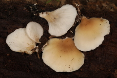Hohenbuehelia angustata